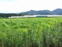 dscf0430.jpg